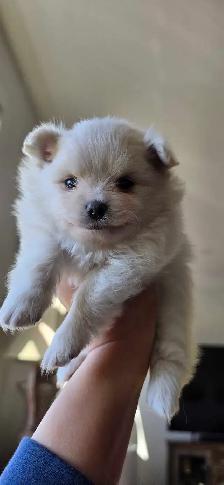 Toy Pom Male - Photo 3