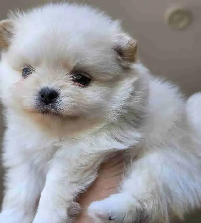 Toy Pomeranian Female