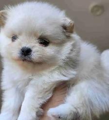 Toy Pomeranian Female