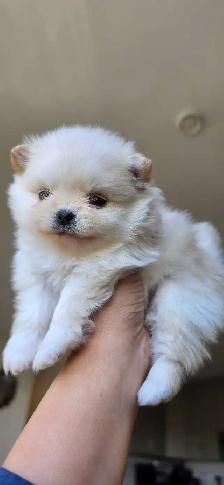 Toy Pomeranian Female - Photo 2
