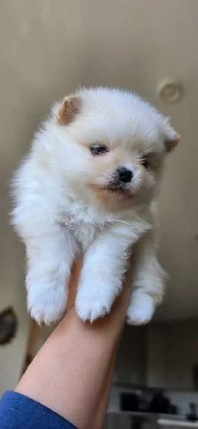 Toy Pomeranian Female - Photo 3
