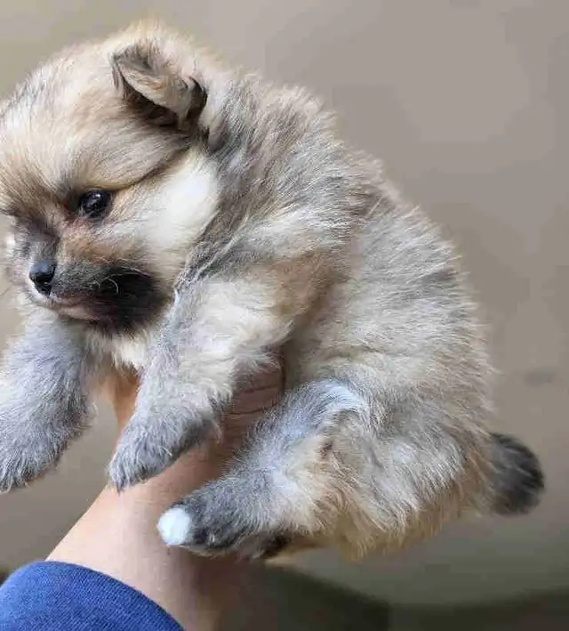 Toy Pomeranian Female Puppy