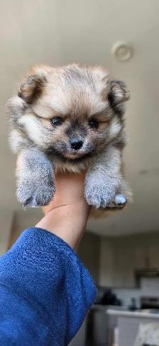 Toy Pomeranian Female Puppy - Photo 2
