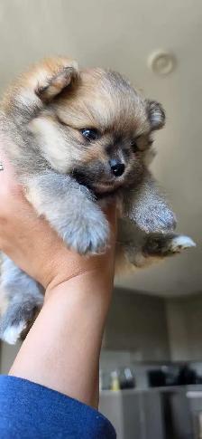 Toy Pomeranian Female Puppy - Photo 3