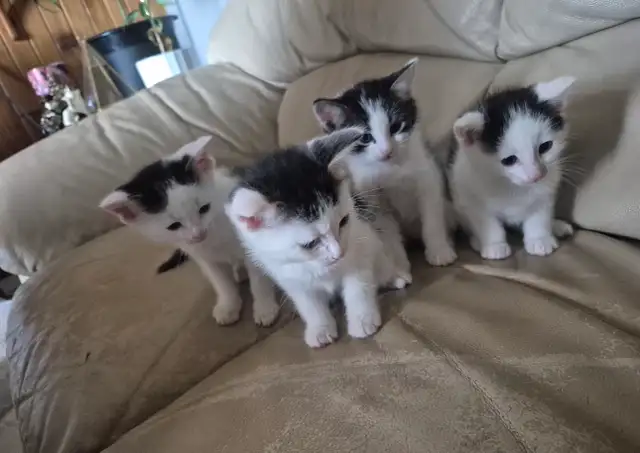 kittens for sale
