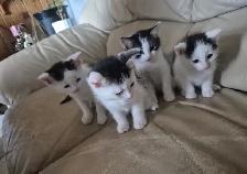 kittens for sale
