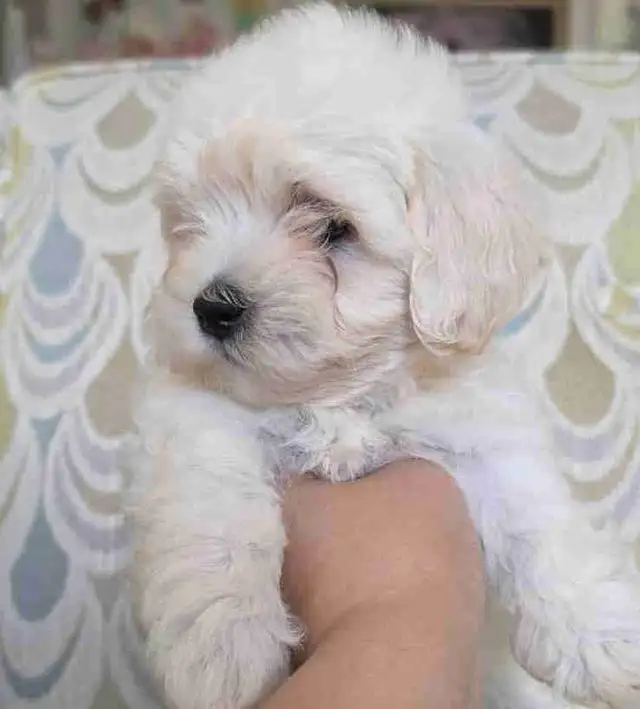 Maltipoo Puppy