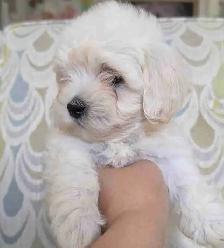 Maltipoo Puppy
