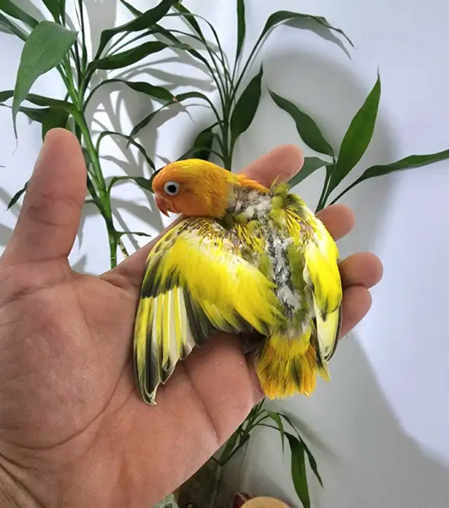 Beautiful Lovebird Fisher Opaline Euwing Baby!