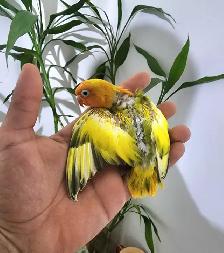 Beautiful Lovebird Fisher Opaline Euwing Baby!