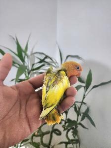Beautiful Lovebird Fisher Opaline Euwing Baby! - Photo 2