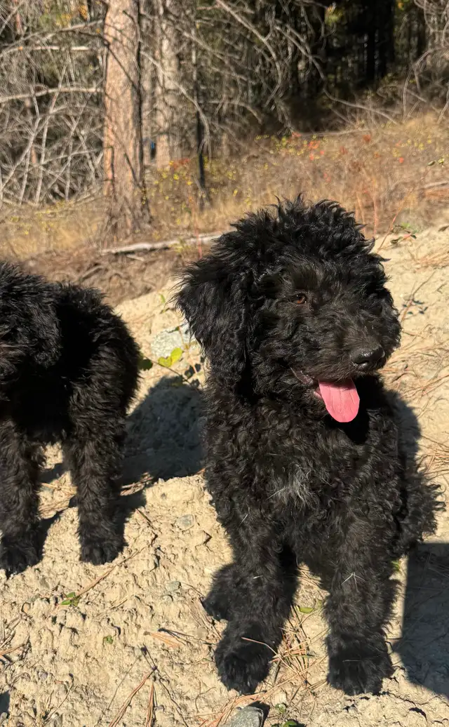 Last medium size male and smaller female bernedoodle