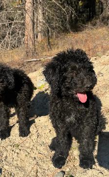 Last medium size male and smaller female bernedoodle