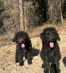 Last medium size male and smaller female bernedoodle - Photo 2