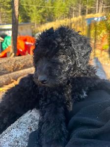 Last medium size male and smaller female bernedoodle - Photo 3