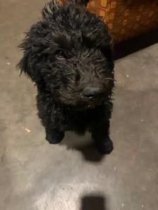 Last medium size male and smaller female bernedoodle - Photo 4