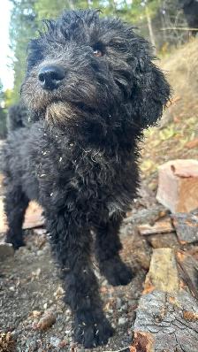Last medium size male and smaller female bernedoodle - Photo 5