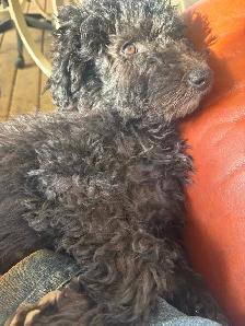 Last medium size male and smaller female bernedoodle - Photo 6