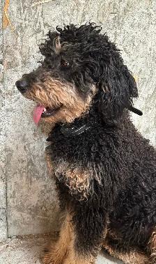 Last medium size male and smaller female bernedoodle - Photo 9