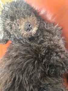 Last medium size male and smaller female bernedoodle - Photo 10