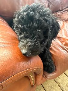 Last medium size male and smaller female bernedoodle - Photo 11