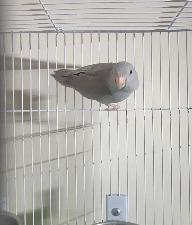 Female Parrotlet for Sale