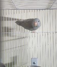 Female Parrotlet for Sale
