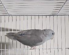 Female Parrotlet for Sale - Photo 2