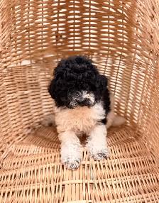 Toy Poodle puppy