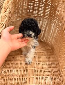 Toy Poodle puppy - Photo 2