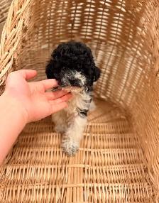 Toy Poodle puppy - Photo 3