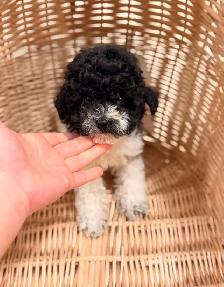 Toy Poodle puppy - Photo 4