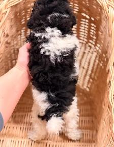 Toy Poodle puppy - Photo 5