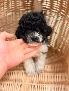 Toy Poodle puppy - Photo 6