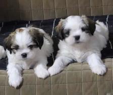 Puppies Shih Tzu for sale
