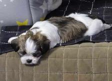 Puppies Shih Tzu for sale - Photo 2