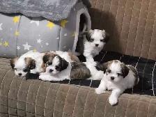 Puppies Shih Tzu for sale - Photo 3