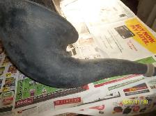 Antique Horns For Radio Or Gramophone 1920's Over Hundred Years - Photo 2
