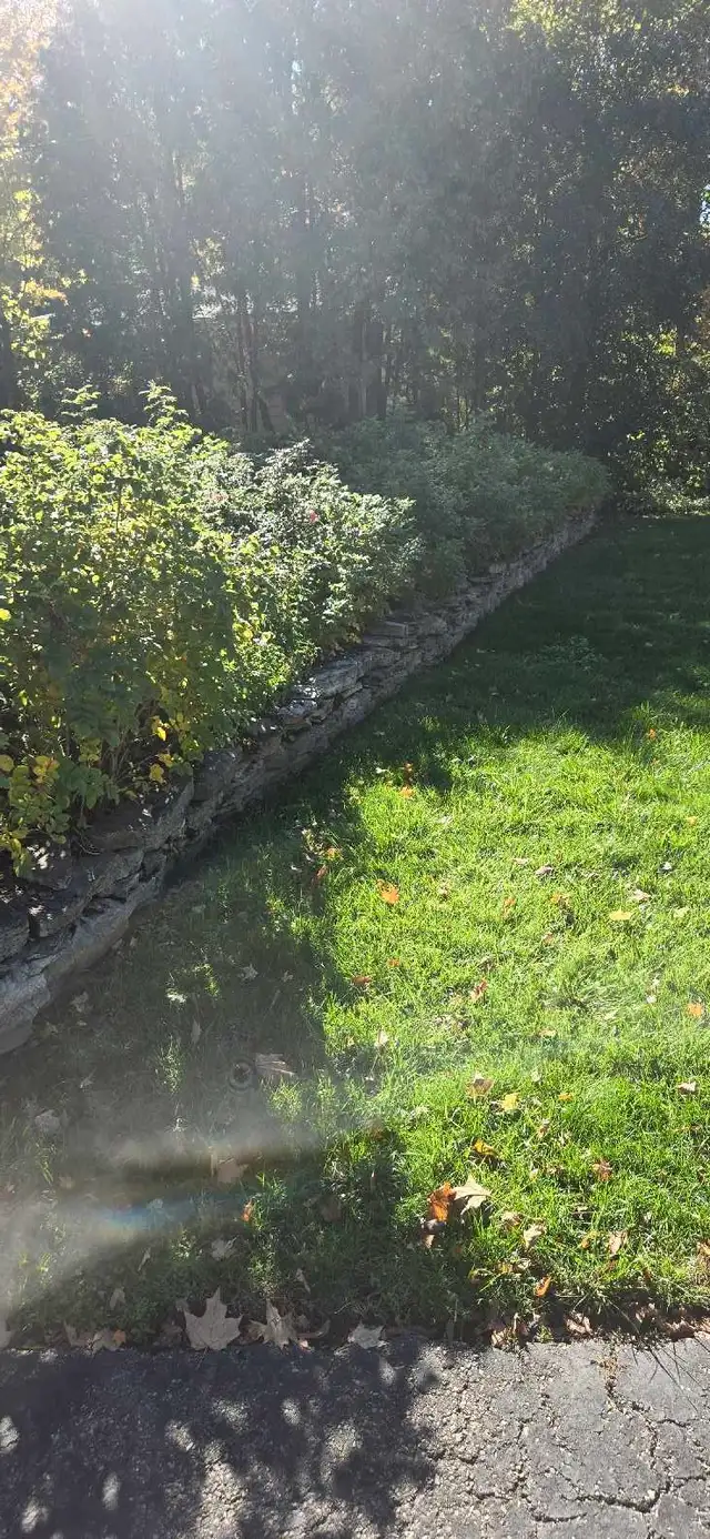 Leaf Cleanup