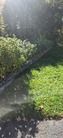 Leaf Cleanup