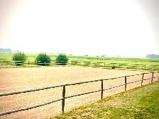 Horse Boarding — Outdoor Paddock & Pasture | Citrine Equine