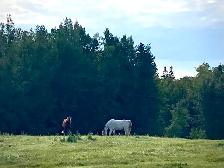 Horse Boarding — Outdoor Paddock & Pasture | Citrine Equine - Photo 2