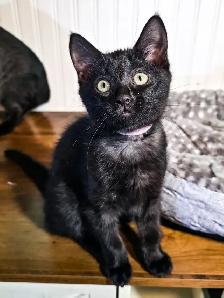 Chatons prêts à adopter