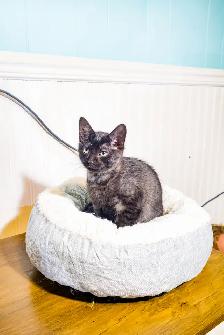 Chatons prêts à adopter - Photo 2
