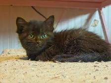 Chatons prêts à adopter - Photo 3