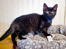 Chatons prêts à adopter - Photo 4