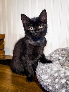 Chatons prêts à adopter - Photo 5