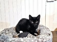 Chatons prêts à adopter - Photo 6
