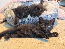 Chatons prêts à adopter - Photo 10