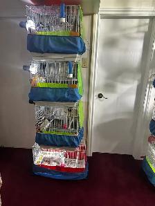 Breeding pair of parrotlets and a cage with all accessories for - Photo 2